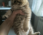 Кошки в Батайске: Котенок шотландский Мальчик, 3 000 руб. - фото 1