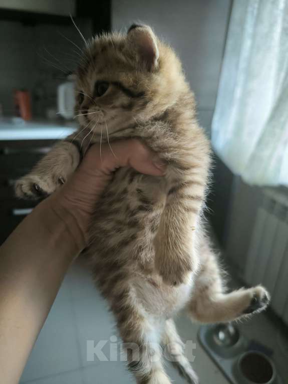 Кошки в Батайске: Котенок шотландский Мальчик, 3 000 руб. - фото 1