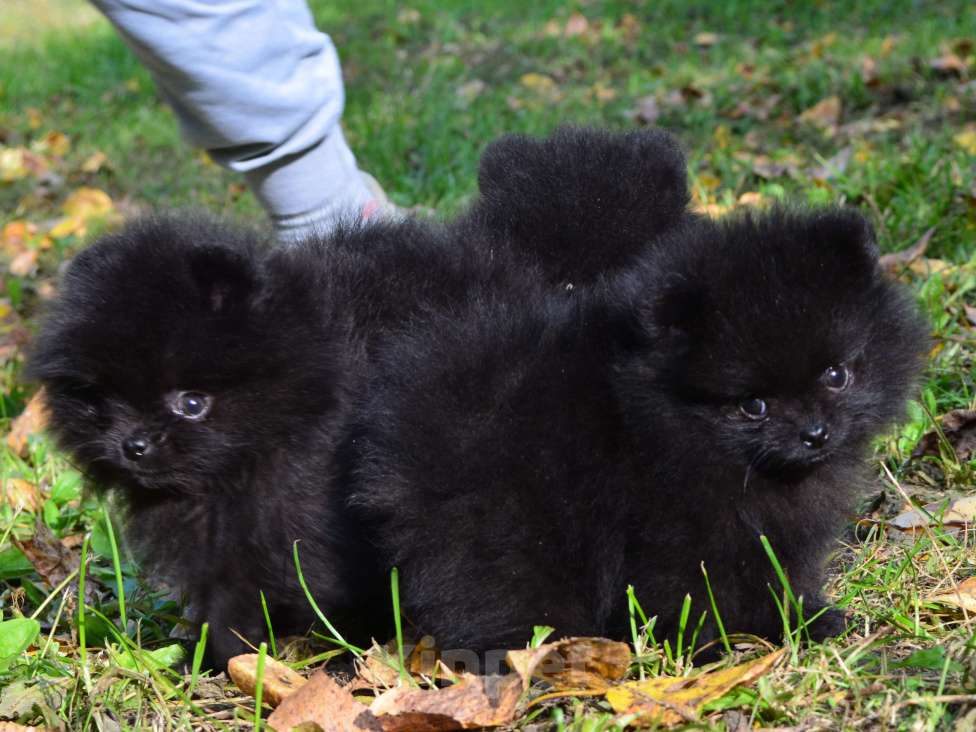 Собаки в Бийске: Щенки шпица Мальчик, Бесплатно - фото 4