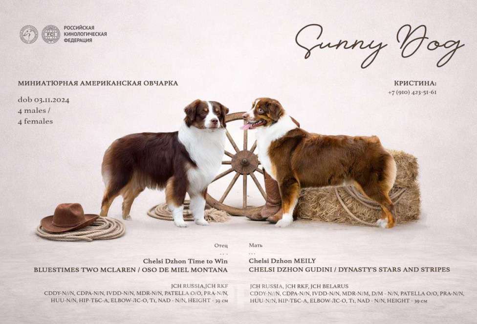 Собаки в Омске: Щенок миниатюрная американская овчарка Девочка, 40 000 руб. - фото 2