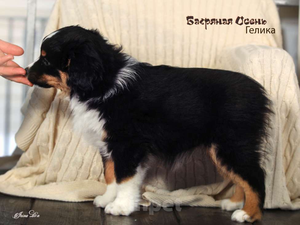 Собаки в других городах Московской области: Продается девочка миниаусси Девочка, 60 000 руб. - фото 4