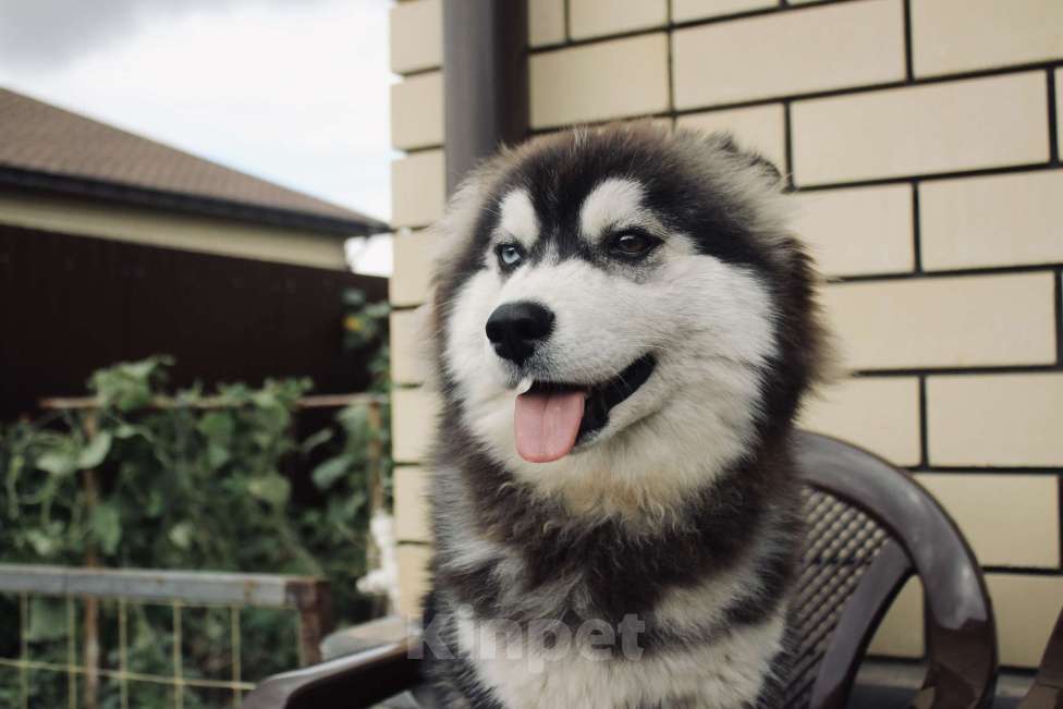 Собаки в других городах Липецкой области: Помски подрощеная сука Девочка, Бесплатно - фото 6