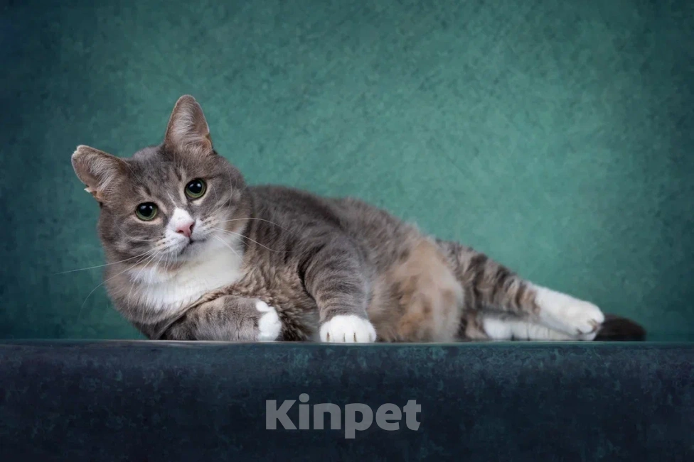 Кошки в Москве: Добрый котик Сергуня, в добрые руки Мальчик, Бесплатно - фото 4