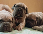 Собаки в Омске: Кане Корсо Девочка, 100 000 руб. - фото 3