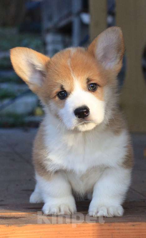 Собаки в Москве: Аманси Блюз Мальчик, 75 000 руб. - фото 7