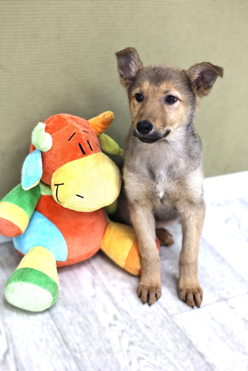 Собаки в Москве: Щенки бесплатно в Москве Девочка, Бесплатно - фото 6