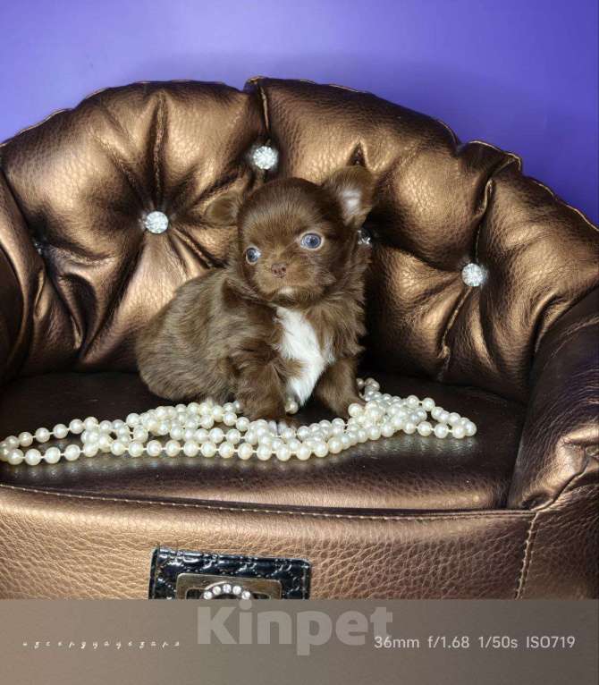 Собаки в Москве: Шоколадный мальчик  Мальчик, 50 000 руб. - фото 1