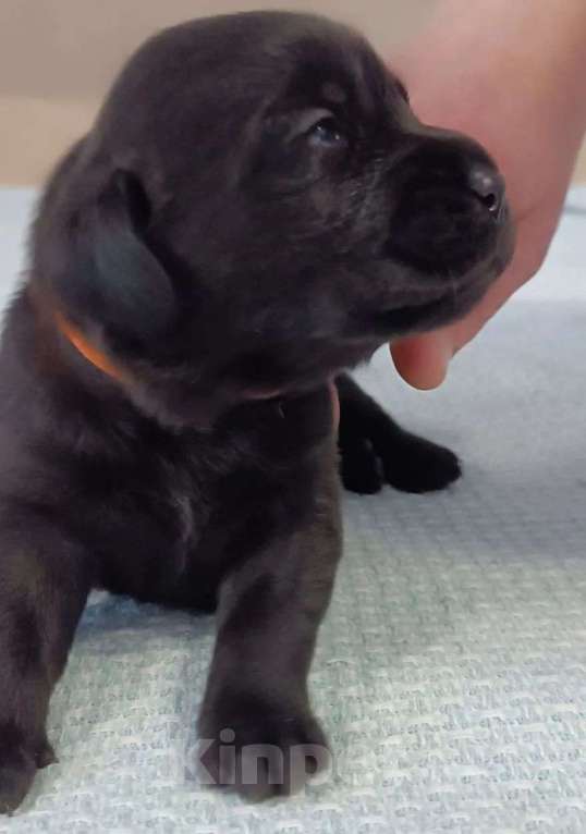 Собаки в других городах Московской области: Лабрадор ретривер Мальчик, 55 000 руб. - фото 3