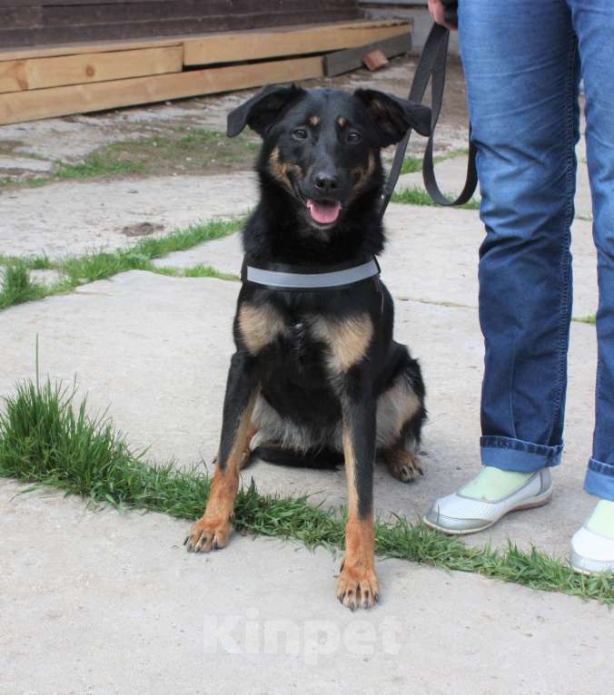 Собаки в Москве: Альма ищет свою любимую семью Девочка, 100 руб. - фото 2