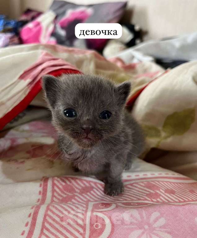 Кошки в Луховицах: продается котенок Девочка, 1 000 руб. - фото 1
