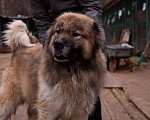 Собаки в Видном: Кавказец Кагыр, 3 года Мальчик, Бесплатно - фото 3