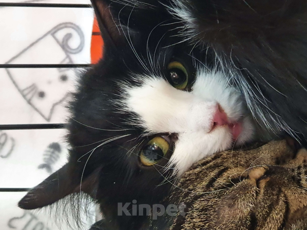 Кошки в Москве: Нежная красавица Фенечка (2,5 лет) в добрые руки! Девочка, Бесплатно - фото 2