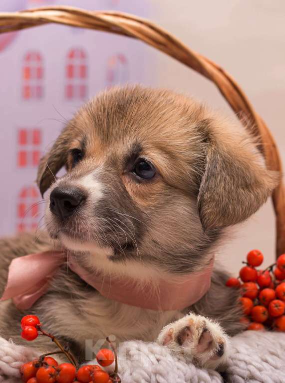 Собаки в Кемерово: щенки вельш корги пемброк от родителей чемпионов  Девочка, 60 000 руб. - фото 1