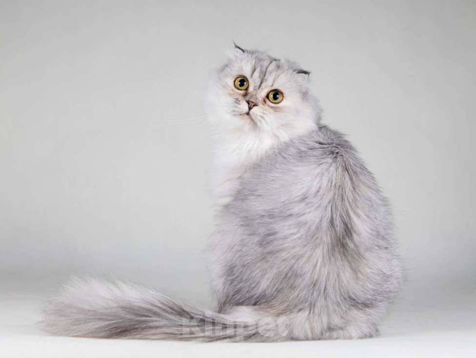 Кошки в Москве: Хайленд фолд серебристая шиншилла Айси в добрые руки Девочка, 1 руб. - фото 1