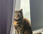 Кошки в Оренбурге: Пропала Девочка, Бесплатно - фото 1