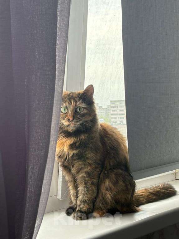 Кошки в Оренбурге: Пропала Девочка, Бесплатно - фото 1
