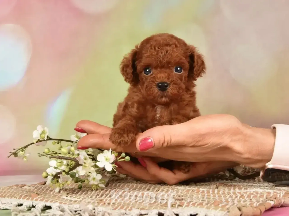 Собаки в Москве: Продаются щенки Тедди Пуделя Мальчик, 170 000 руб. - фото 3