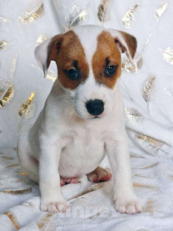 Собаки в других городах Московской области: Мальчик Парсон Рассел терьера Мальчик, 45 000 руб. - фото 4