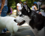 Собаки в Белгороде: Кобель для вязки Мальчик, 5 000 руб. - фото 1