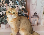 Кошки в Малмыже: Шотландские котята, Бесплатно - фото 1