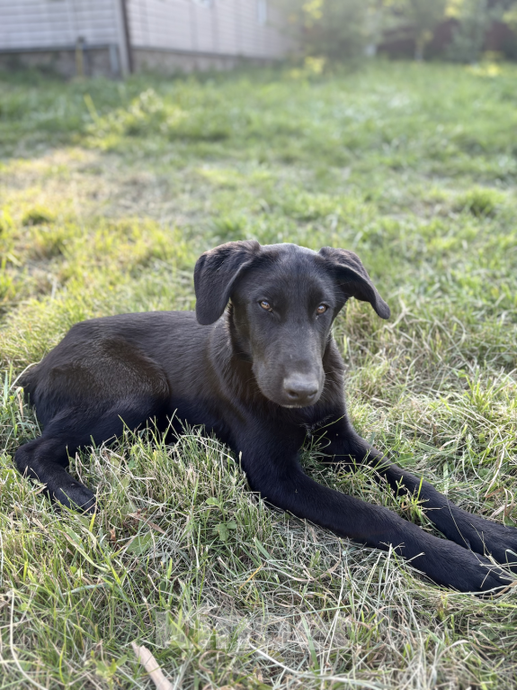 Собаки в других городах Краснодарского края: Уникальный щенок «ризеновчарик» мальчик Джекки  Мальчик, 1 000 руб. - фото 7