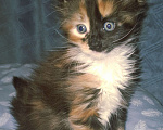 Кошки в Санкт-Петербурге: Девочка -полидакт 66 66 Девочка, 60 000 руб. - фото 2