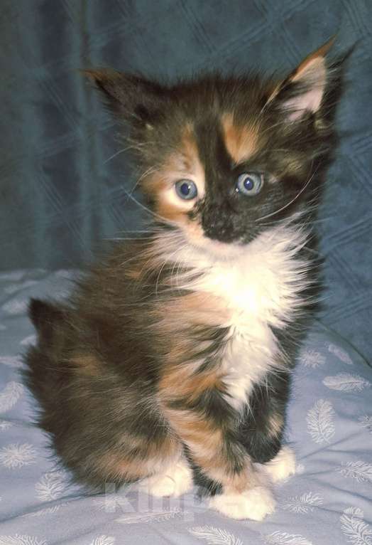 Кошки в Санкт-Петербурге: Девочка -полидакт 66 66 Девочка, 60 000 руб. - фото 2