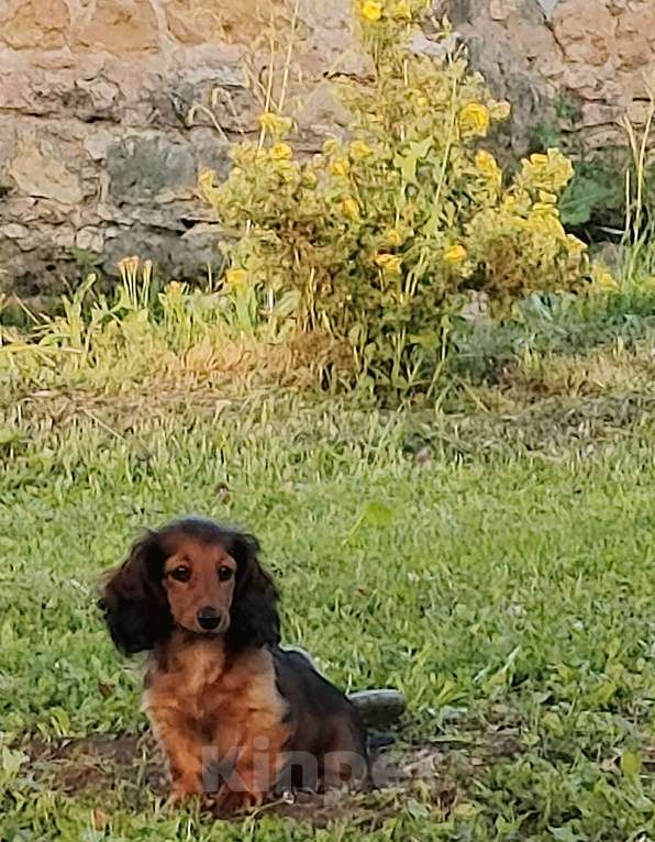 Собаки в Санкт-Петербурге: щенки тигровой кроличьей дл\ш таксы Мальчик, 50 000 руб. - фото 2