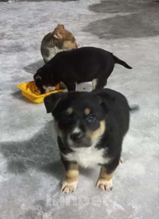 Собаки в Москве: 4 щенка ищут добрые руки Мальчик, Бесплатно - фото 2