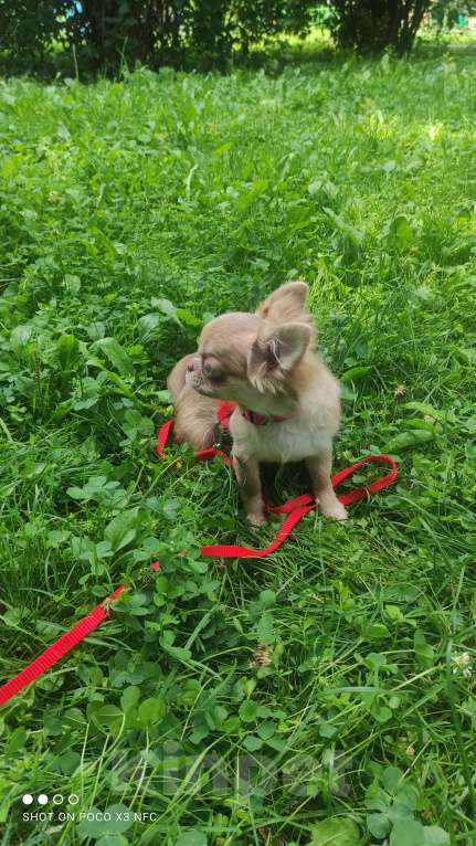 Собаки в Москве: Лиловая  девочка Девочка, 85 000 руб. - фото 6