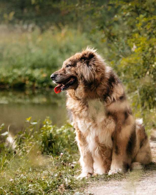 Собаки в Москве: Метис кавказской овчарки Ассоль в добрые руки Мальчик, Бесплатно - фото 4