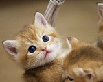 Кошки в Краснодаре: Британские котята золотая шиншилла NY 11 Мальчик, 30 000 руб. - фото 1