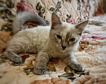 Кошки в Старом Купавне: Котенок в добрые руки Девочка, 1 руб. - фото 5