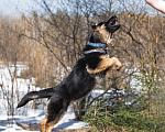 Собаки в других городах Московской области: Щенок немецкой овчарки рабочего разведения Девочка, 80 000 руб. - фото 9
