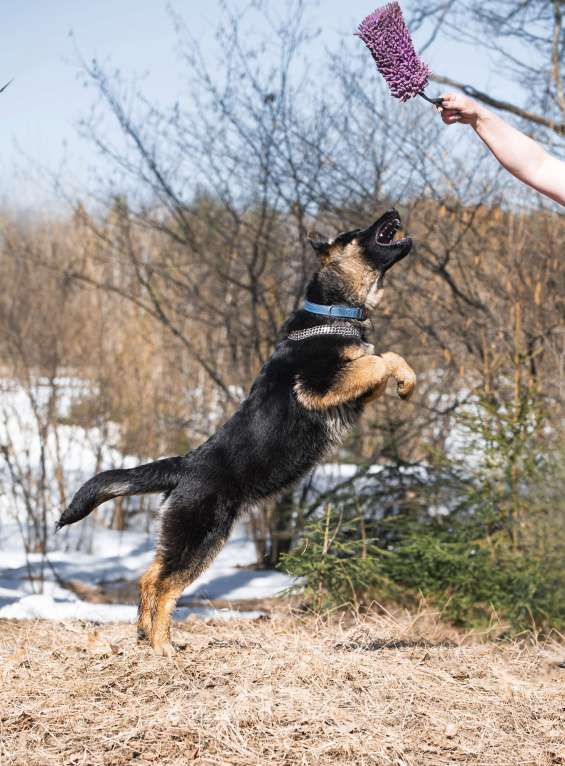 Собаки в других городах Московской области: Щенок немецкой овчарки рабочего разведения Девочка, 80 000 руб. - фото 9