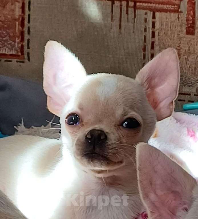 Собаки в Санкт-Петербурге: Малыши чихуахуа Мальчик, 30 000 руб. - фото 5