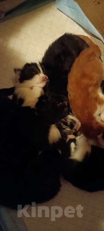 Кошки в других городах Новосибирской области: Котята Мейн-кун  Мальчик, 16 000 руб. - фото 4