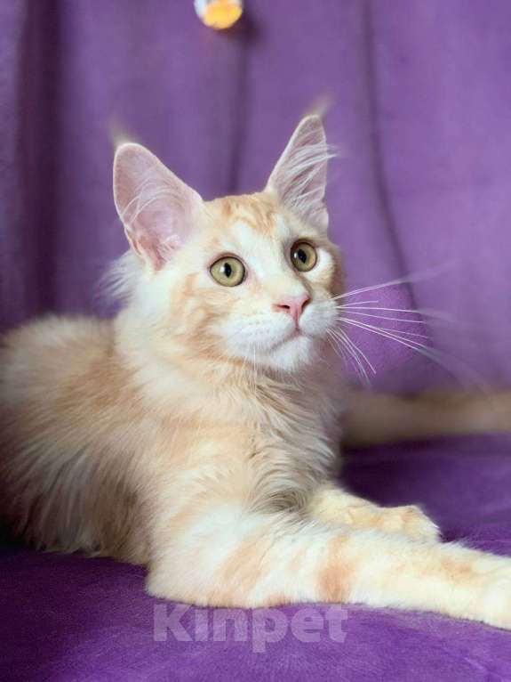Кошки в Челябинске: КОТЕНОК МЕЙН-КУН  Мальчик, Бесплатно - фото 8
