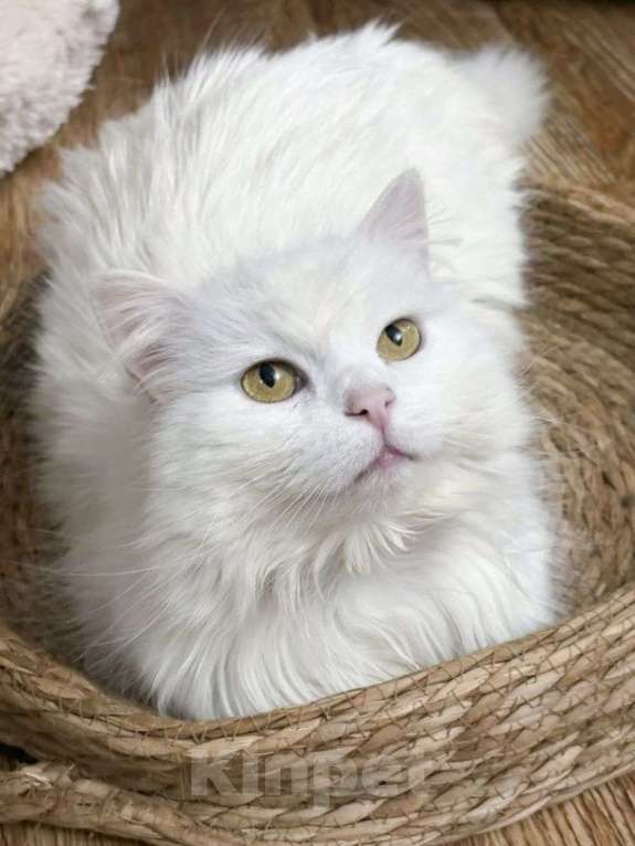 Кошки в Москве: Ариша ищет дом Девочка, Бесплатно - фото 1