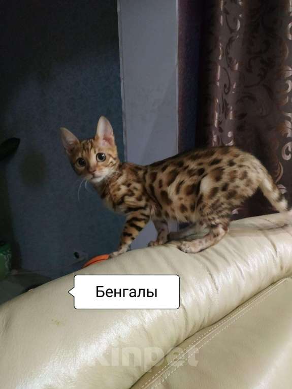 Кошки в Москве: Бенгалы, 20 000 руб. - фото 1