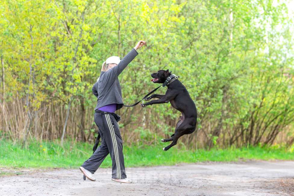 Собаки в Москве: Веном в добрые руки Мальчик, Бесплатно - фото 6