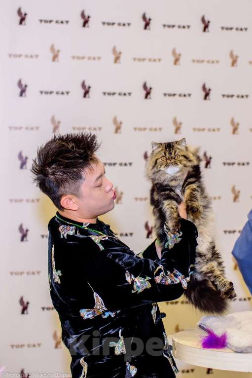 Кошки в Новосибирске: Персидский мальчик Мальчик, 35 000 руб. - фото 6