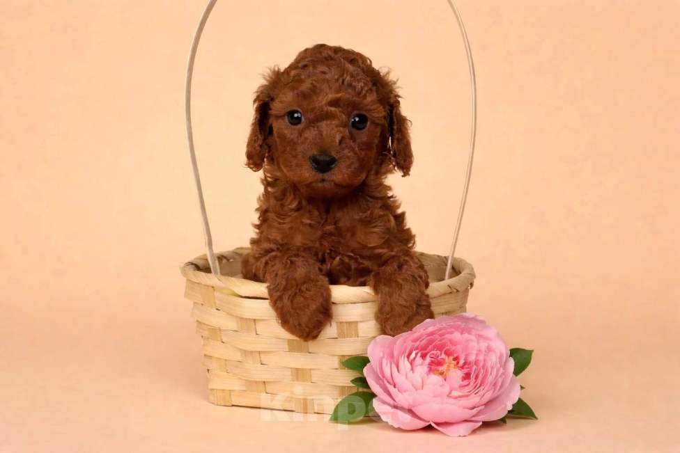 Собаки в Москве: Тедди пудель Мальчик, 45 000 руб. - фото 2