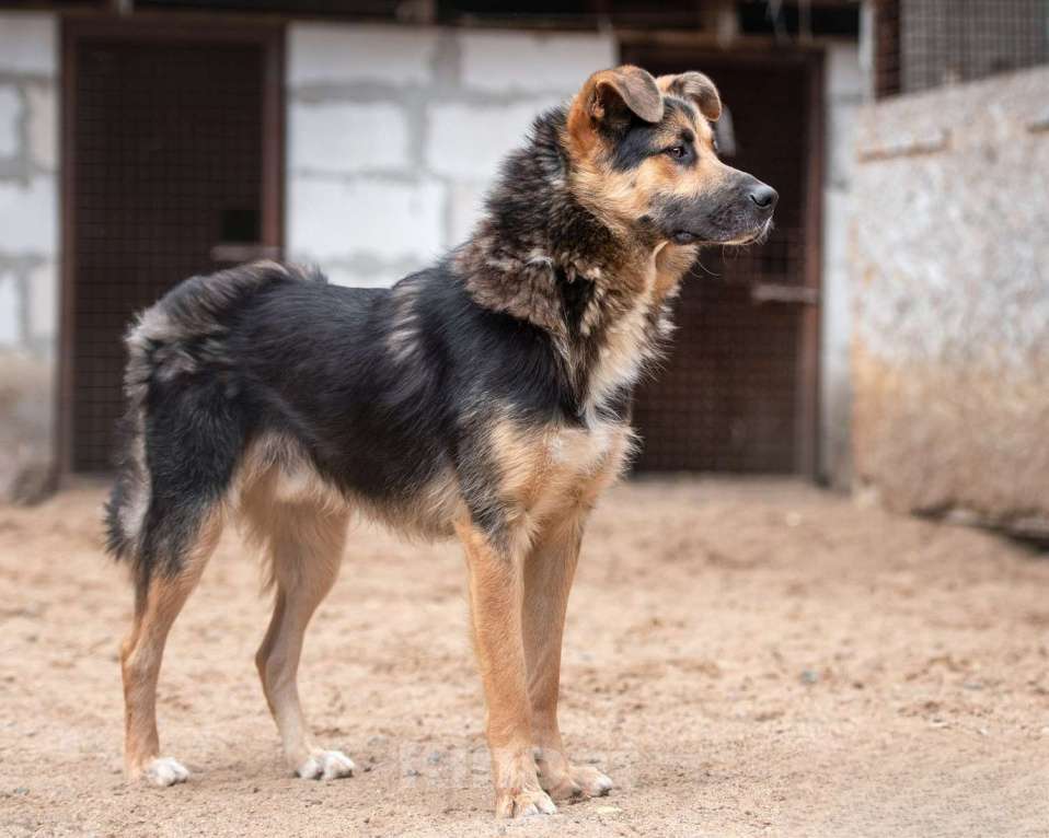 Собаки в Москве: Красавчик - красив не только внешне Мальчик, Бесплатно - фото 4