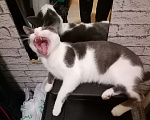 Кошки в Долгопрудном: Взрослый кот вязка Мальчик, Бесплатно - фото 4
