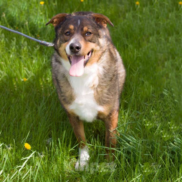 Собаки в Москве: Марсик Мальчик, Бесплатно - фото 2