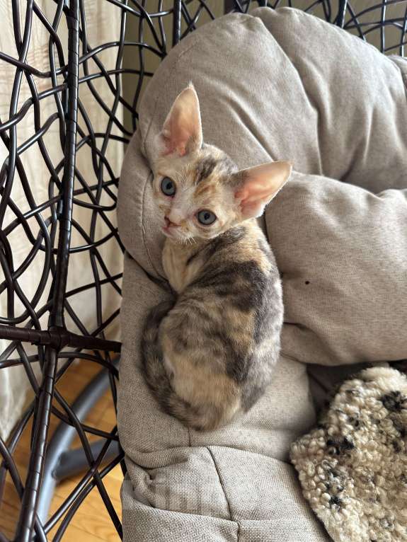 Кошки в Мурином: Demi mur Девочка, 65 000 руб. - фото 4