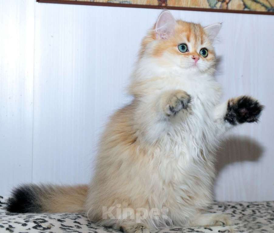 Кошки в Рыбинске: Британская длинношерстная  3 мес девочка .золото Девочка, 25 000 руб. - фото 4