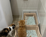 Кошки в Краснодаре: Рыжий котенок Мальчик, Бесплатно - фото 5
