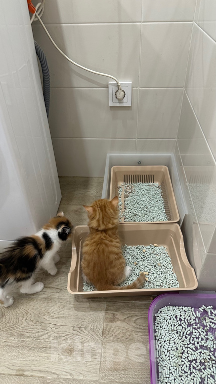 Кошки в Краснодаре: Рыжий котенок Мальчик, Бесплатно - фото 5